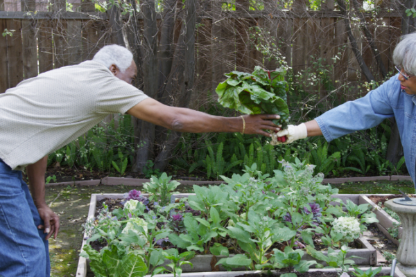 A man and a woman reaching across a raised garden bed to pass a plant to the other.